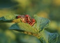 colorado beetles on the leaves of potatoes.