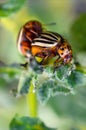 Colorado beetles mating during the sitting on a potato bush