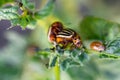 Colorado beetles mating during the sitting on a potato bush