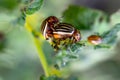 Colorado beetles mating during the sitting on a potato bush