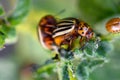 Colorado beetles mating during the sitting on a potato bush