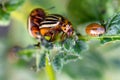 Colorado beetles mating during the sitting on a potato bush