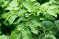 Colorado beetles on potato leaves Royalty Free Stock Photo