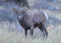 Colorado Bighorn Ram. Colorado Rocky Mountain Bighorn Sheep Royalty Free Stock Photo