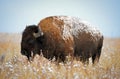 Colorado Bison