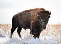 Colorado Bison Royalty Free Stock Photo