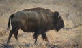 Colorado Bison Royalty Free Stock Photo