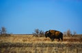 Colorado Bison