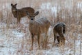 Colorado Bison in Snow Storm