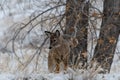 Colorado Bison in Snow Storm Royalty Free Stock Photo