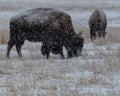 Colorado Bison in Snow Storm