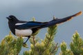 Colorado black billed magpie Royalty Free Stock Photo