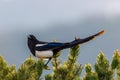 Colorado black billed magpie Royalty Free Stock Photo