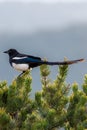 Colorado black billed magpie Royalty Free Stock Photo