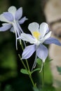 Colorado Blue Columbine Duo Royalty Free Stock Photo