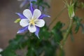 Colorado Blue Columbine Flower Bloom Royalty Free Stock Photo