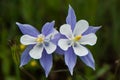 Colorado Blue Columbine Royalty Free Stock Photo