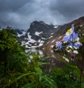 Colorado Blue Columbine white and lavender Rocky Mountain Columbine