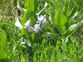 Colorado Blue Lavender Columbine Field Flowers Broad Leaf Floral Greenery