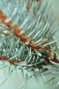 Colorado Blue Spruce Royalty Free Stock Photo