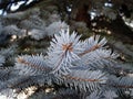 Colorado Blue Spruce