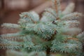 Colorado blue spruce close up framing open copy space with new spring growth and pine cones. Christmas concept Royalty Free Stock Photo