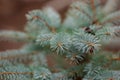 Colorado blue spruce close up framing open copy space with new spring growth and pine cones. Christmas concept Royalty Free Stock Photo