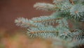 Colorado blue spruce close up framing open copy space with new spring growth and pine cones. Christmas concept Royalty Free Stock Photo