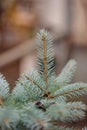 Colorado blue spruce close up framing open copy space with new spring growth and pine cones. Christmas concept Royalty Free Stock Photo