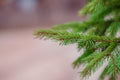 Colorado blue spruce close up framing open copy space with new spring growth and pine cones. Christmas concept Royalty Free Stock Photo