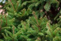 Colorado blue spruce close up framing open copy space with new spring growth and pine cones. Christmas concept Royalty Free Stock Photo