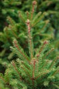 Colorado blue spruce close up framing open copy space with new spring growth and pine cones. Christmas concept Royalty Free Stock Photo