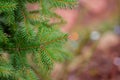 Colorado blue spruce close up framing open copy space with new spring growth and pine cones. Christmas concept Royalty Free Stock Photo