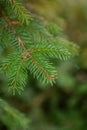 Colorado blue spruce close up framing open copy space with new spring growth and pine cones. Christmas concept Royalty Free Stock Photo