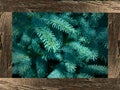 Colorado Blue Spruce framed by weathered fence panels