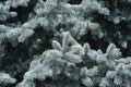 Colorado blue spruce