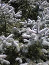 Colorado Blue Spruce (Picea pungens Engelm) Royalty Free Stock Photo