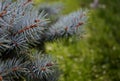 Colorado blue spruce Picea pungens grey-green needles on the branches Royalty Free Stock Photo