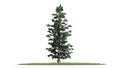 Colorado Blue Spruce tree