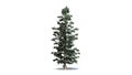 Colorado Blue Spruce tree