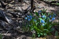 Colorado Bluebells In Sandwash Basin