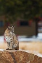 Colorado Bobcat Royalty Free Stock Photo