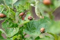 Colorado bugs eating potatoes.