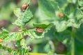 Colorado bugs eating potatoes.