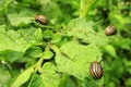 Colorado bugs gobble up the leaves of potatoes