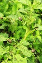 Colorado bugs gobble up the leaves of potatoes