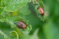 Colorado bugs eating potatoes.