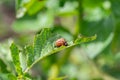 Colorado bugs eating potatoes.