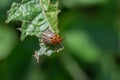 Colorado bugs eating potatoes.