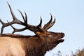 Colorado Bull Elk Bugling Royalty Free Stock Photo